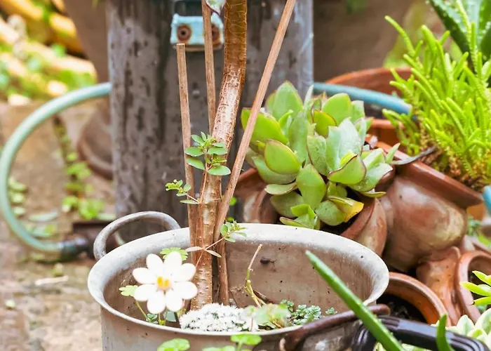 La Serra Sognante, Con Giardino Privato Tra E Fiesole Casa vacanze *