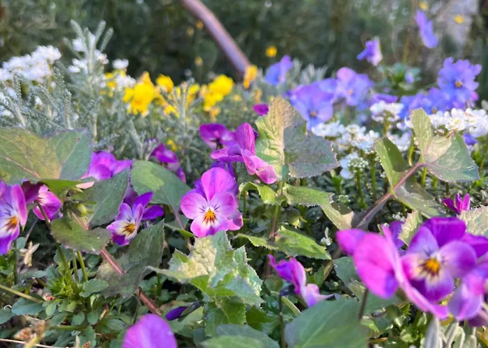 La Serra Sognante, Con Giardino Privato Tra E Fiesole Casa vacanze Firenze